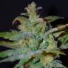 Семена каннабиса Auto AK feminised GanjaLiveSeeds Семена каннабиса Auto AK feminised GanjaLiveSeeds