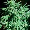 Семена конопли недорого Auto AK feminised GanjaLiveSeeds Семена конопли недорого Auto AK feminised GanjaLiveSeeds