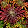 Семена конопли Mintz feminised Ganja Seeds в России  Семена конопли Mintz feminised Ganja Seeds в России
