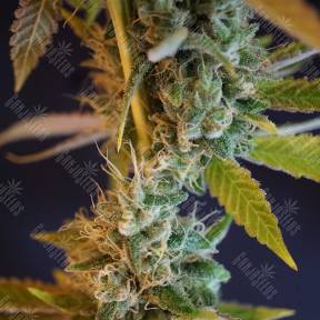 Shiva Skunk feminised Ganja Seeds