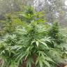 семена конопли марихуаны Original Afghani regular Ganja Seeds семена конопли марихуаны Original Afghani regular Ganja Seeds