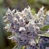 семена конопли наложенным платежом BubbleGummer feminised Female Seeds семена конопли наложенным платежом BubbleGummer feminised Female Seeds