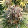 заказать на сайте семена конопли BubbleGummer feminised Female Seeds заказать на сайте семена конопли BubbleGummer feminised Female Seeds
