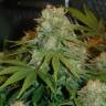 семена конопли Pre-99 Big Bud feminised Nirvana Seeds семена конопли Pre-99 Big Bud feminised Nirvana Seeds