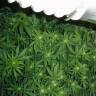 заказ семян конопли Pre-99 Big Bud feminised Nirvana Seeds заказ семян конопли Pre-99 Big Bud feminised Nirvana Seeds