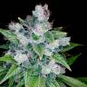 семена индийской конопли Kandy Kush feminised Reserva Privada семена индийской конопли Kandy Kush feminised Reserva Privada