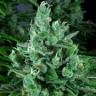 семена конопли интернет магазин Kandy Kush feminised Reserva Privada семена конопли интернет магазин Kandy Kush feminised Reserva Privada
