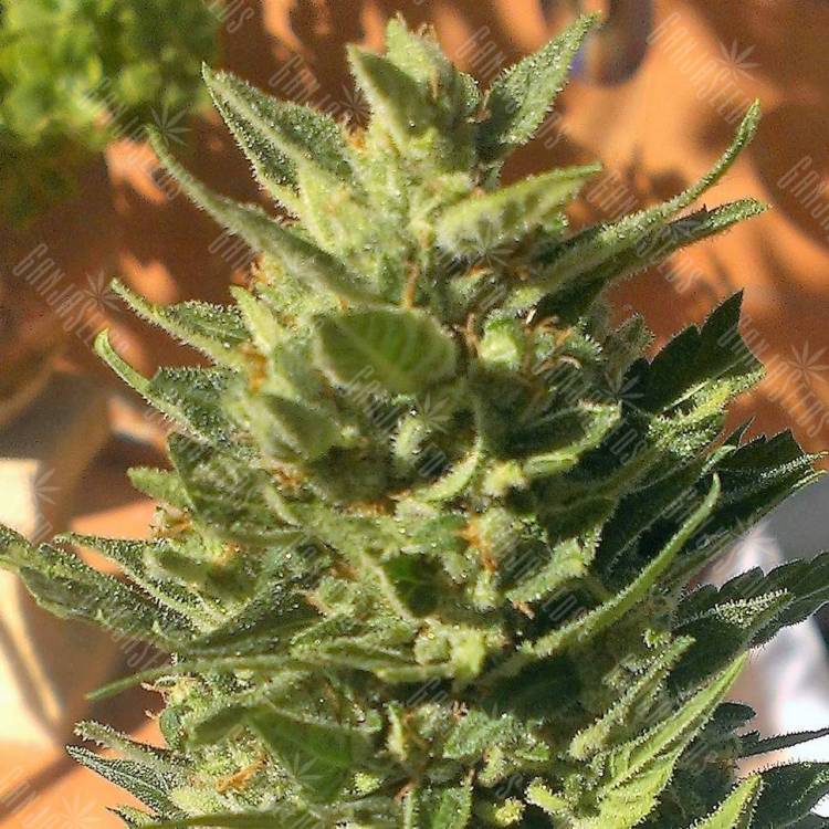 Семена марихуаны Auto Colorado Cookies feminised GanjaLiveSeeds