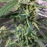 семена конопли в оригинальных упаковках Auto Blue Mystic regular семена конопли в оригинальных упаковках Auto Blue Mystic regular