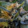 заказать на сайте семена конопли Top Skunk 44 regular заказать на сайте семена конопли Top Skunk 44 regular