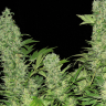 Original Afghani #1 regular Ganja Seeds Original Afghani #1 regular Ganja Seeds