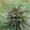 автоцветущие семена конопли Auto Kickass feminised Kannabia Seeds автоцветущие семена конопли Auto Kickass feminised Kannabia Seeds