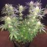 семена конопли наложенным платежом Raspberry Cough feminised Nirvana Seeds семена конопли наложенным платежом Raspberry Cough feminised Nirvana Seeds