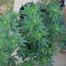 семена конопли почтой Raspberry Cough feminised Nirvana Seeds семена конопли почтой Raspberry Cough feminised Nirvana Seeds
