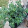 заказать качественные семена конопли Raspberry Cough feminised Nirvana Seeds заказать качественные семена конопли Raspberry Cough feminised Nirvana Seeds
