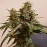 семена конопли сорта сатива Fruity Jack (Jack El Frutero) feminised Philosopher Seeds