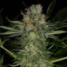 семена культурной конопли купить Serious Kush feminised Serious Seeds семена культурной конопли купить Serious Kush feminised Serious Seeds