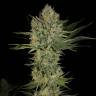 семена конопли для посадки купить Serious Kush feminised Serious Seeds семена конопли для посадки купить Serious Kush feminised Serious Seeds