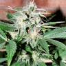 Семена конопли Auto Euforia feminised GanjaLiveSeeds Семена конопли Auto Euforia feminised GanjaLiveSeeds