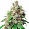 Семена марихуаны Auto Euforia feminised GanjaLiveSeeds Семена марихуаны Auto Euforia feminised GanjaLiveSeeds