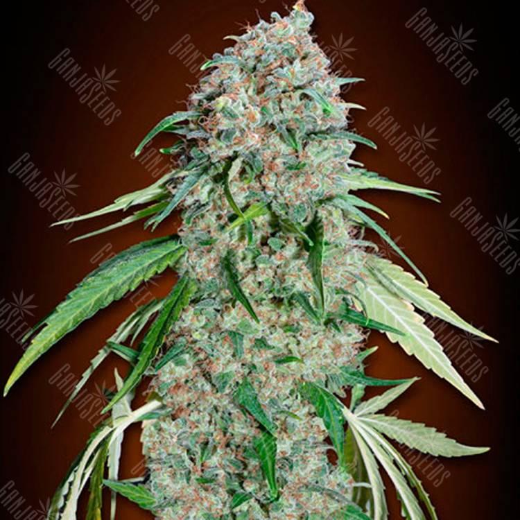 Семена марихуаны Swiss Chocolate CBD feminised Ganja Seeds заказать