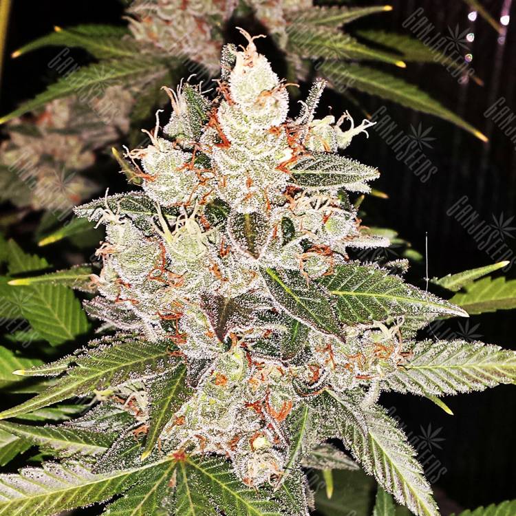 заказ семян конопли Спб Sour Diesel feminised