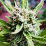 семена конопли в оригинальных упаковках Auto Mikromachine feminised Kannabia Seeds семена конопли в оригинальных упаковках Auto Mikromachine feminised Kannabia Seeds