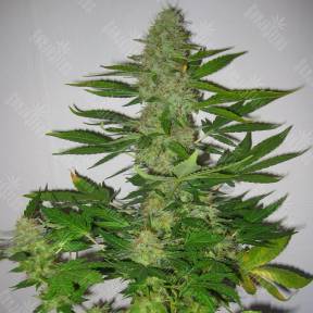 LSD regular Ganja Seeds