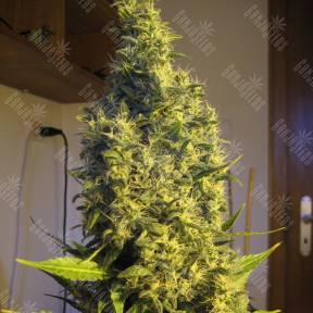 Point of No Return regular Mandala Seeds