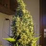 семена конопли почтой Point of No Return regular Mandala Seeds семена конопли почтой Point of No Return regular Mandala Seeds