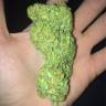 где можно заказать семена конопли Point of No Return regular Mandala Seeds где можно заказать семена конопли Point of No Return regular Mandala Seeds