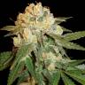 Pegas regular Ganja Seeds Pegas regular Ganja Seeds