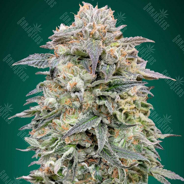 семена конопли в интернете Shark Widow CBD feminised Advanced Seeds