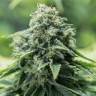 элитные семена конопли Critical Mass CBD feminised Dinafem Seeds элитные семена конопли Critical Mass CBD feminised Dinafem Seeds