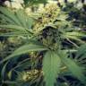 семена конопли для посадки купить Critical Sour feminised Female Seeds семена конопли для посадки купить Critical Sour feminised Female Seeds