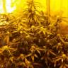 где заказать семена конопли Auto Speedy Boom feminised Kannabia Seeds где заказать семена конопли Auto Speedy Boom feminised Kannabia Seeds