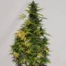 заказать на сайте семена конопли Auto Speedy Boom feminised Kannabia Seeds заказать на сайте семена конопли Auto Speedy Boom feminised Kannabia Seeds