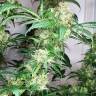 семена индийской конопли Snow White feminised Nirvana Seeds семена индийской конопли Snow White feminised Nirvana Seeds