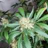 заказ семян конопли Москва Snow White feminised Nirvana Seeds заказ семян конопли Москва Snow White feminised Nirvana Seeds
