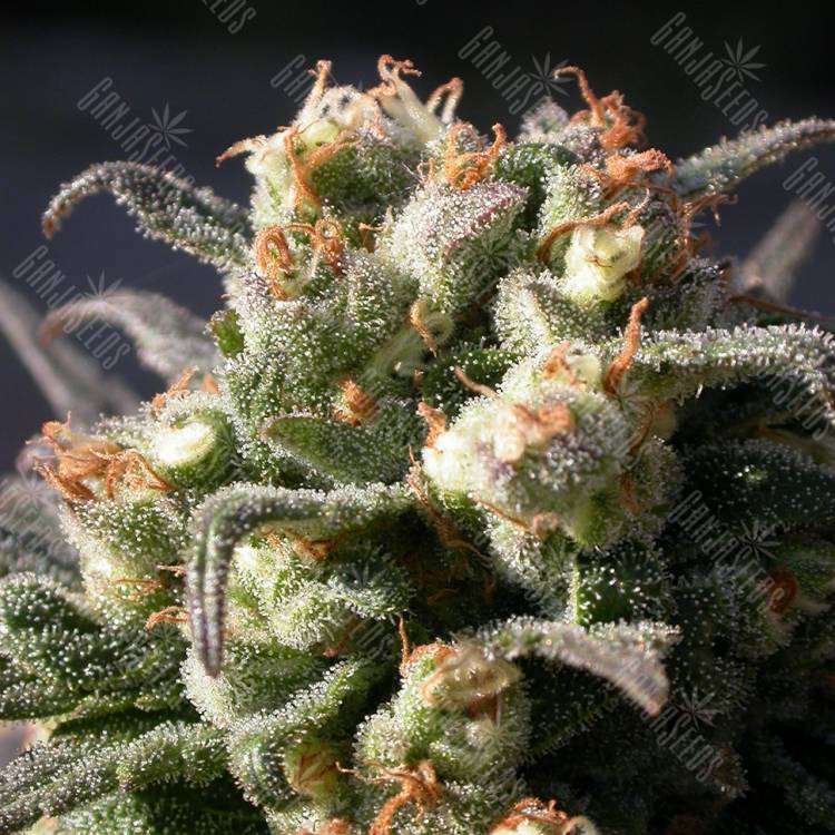 семена конопли гидропоники Warlock feminised Serious Seeds