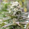 семена конопли с доставкой Warlock feminised Serious Seeds семена конопли с доставкой Warlock feminised Serious Seeds