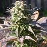 семена индийской конопли Warlock feminised Serious Seeds семена индийской конопли Warlock feminised Serious Seeds