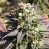 мощные семена конопли Warlock feminised Serious Seeds мощные семена конопли Warlock feminised Serious Seeds