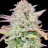 Train Wreck feminised Ganja Seeds Train Wreck feminised Ganja Seeds