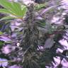 семена конопли аутдор Afghan Kush regular Ganja Seeds семена конопли аутдор Afghan Kush regular Ganja Seeds