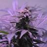 мощные семена конопли Afghan Kush regular Ganja Seeds мощные семена конопли Afghan Kush regular Ganja Seeds