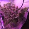 семена конопли интернет магазин Afghan Kush regular Ganja Seeds семена конопли интернет магазин Afghan Kush regular Ganja Seeds