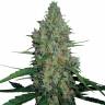 семена конопли индика G-13 feminised семена конопли индика G-13 feminised