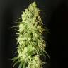семена конопли для посадки купить G-13 feminised семена конопли для посадки купить G-13 feminised