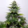 семена конопли курьером G-13 feminised семена конопли курьером G-13 feminised